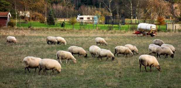 Ecological lawn mower squad photo