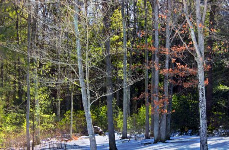 Hemlock–White Pine–Northern Hardwood Forest photo
