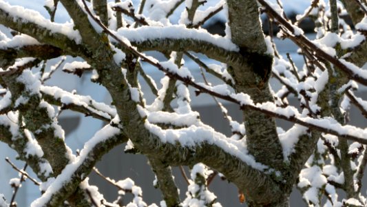 Cherry tree in new snow photo