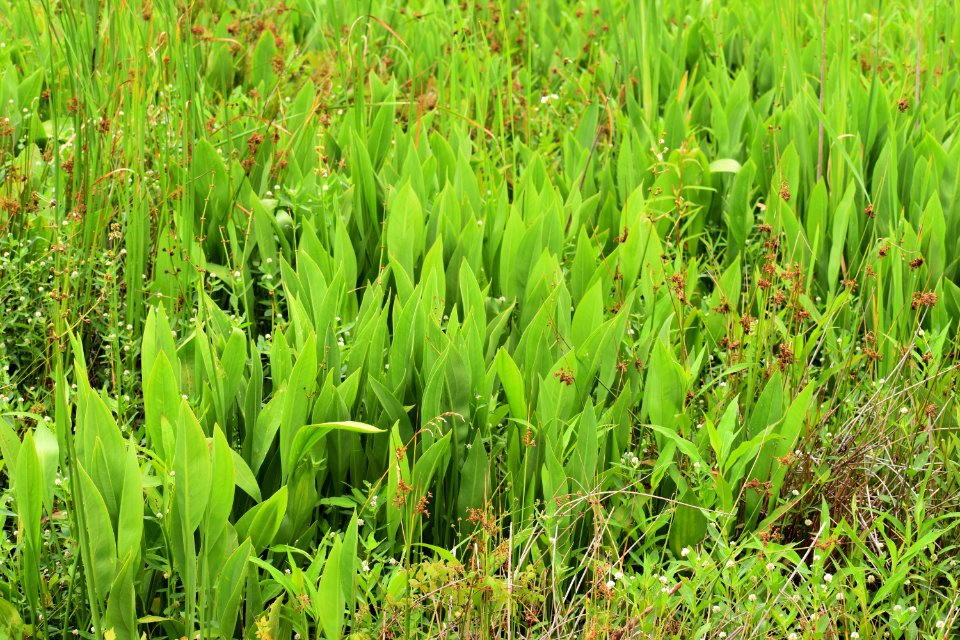 plant Sagittaria sp. jack smith creek wetlands ncwetlands AM