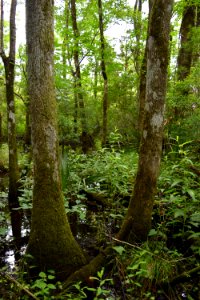scene latham-whitehurst nature park ncwetlands am (60)