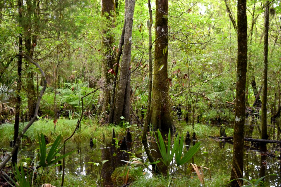 scene latham-whitehurst nature park ncwetlands am (56)