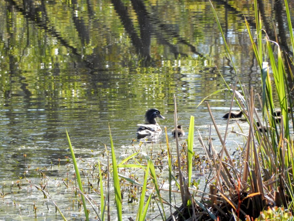 bird wood duck mom James Wade park ncwetlands KG (2)