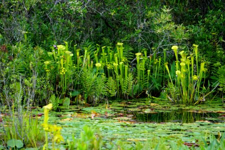 scene Buckridge Reserve ncwetlands KG (32)