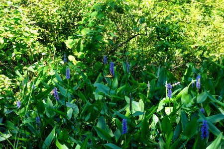 plant pickerelweed Courtland Park ncwetlands KG (2)
