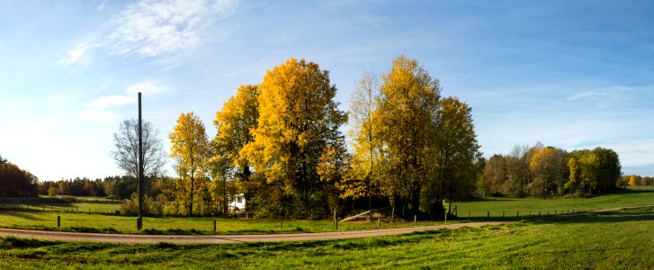 Aspen groves in Öhed photo