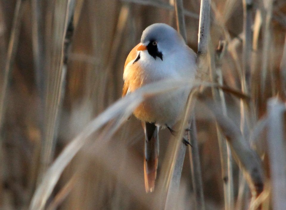 Bearded reedling, Panurus biarmicus