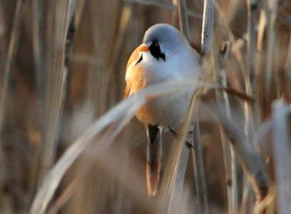 Bearded reedling, Panurus biarmicus