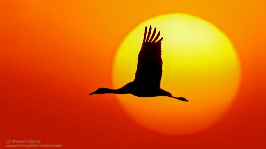 Sandhill Crane at Sunset