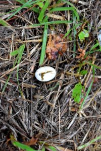 reptile snake egg Goose Creek Game Land Hobuken Imp ncwetlands am (14)