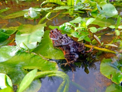 amphibians southern toads breeding Mazarick Park ncwetlands KG (6)