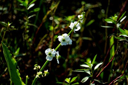 plant Sagittaria Buckhorn Reservoir ncwetlands KG (1)