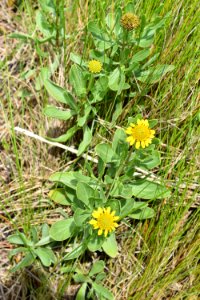 plant swanquarter nwr bell island pier ncwetlands am (21)