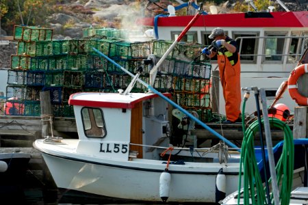 Fisherman cleaning lobster traps in Norra Grundsund 1