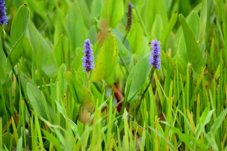 plant pickerelweed jack smith creek wetlands ncwetlands AM (2)