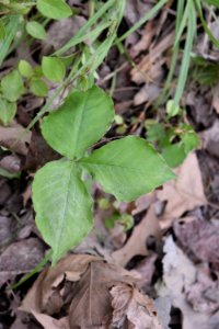 plant jack-in-the-pulpit new hope crk bottomlands trail ncwetlands AM (24)