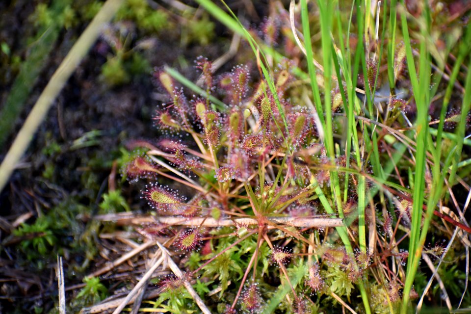 plant sundew dover bay gmlnd ncwetlands am (14)