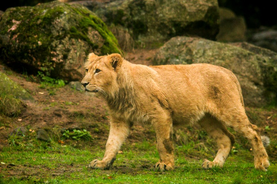 Asiatic Lion Cub
