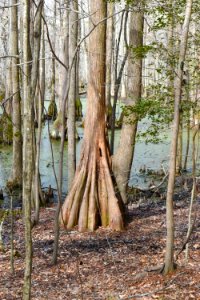 Merchants Millpond ncwetlands AM (34) photo