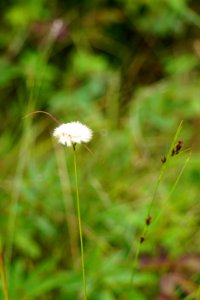 plant Bluff Mountain Preserve ncwetlands KG (34)