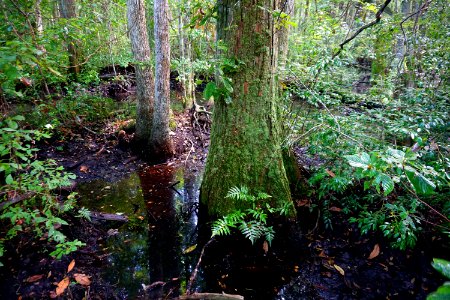 scene Juniper Creek Game Land ncwetlands KG (5)