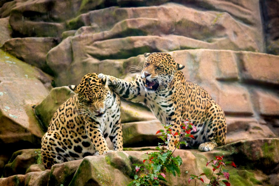 Jaguar sisters having a discussion