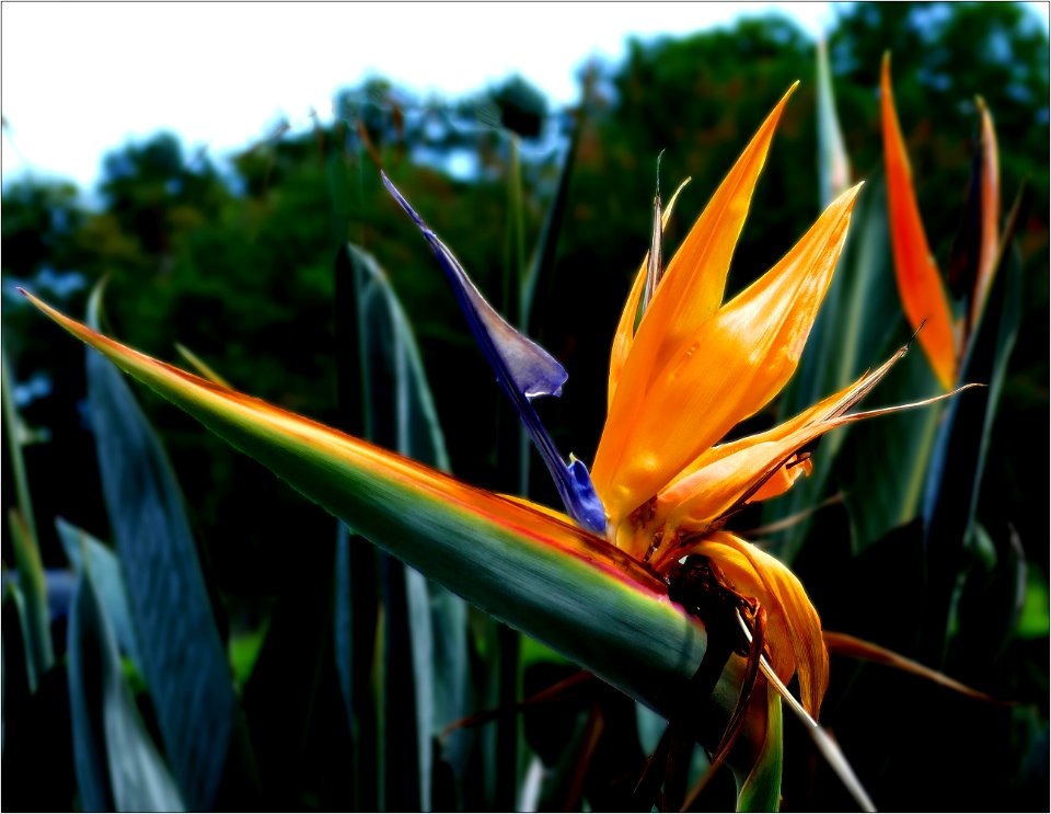 bird of paradise -- Strelitzia