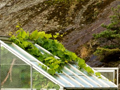 Small greenhouse with grapevines escaping - roof photo
