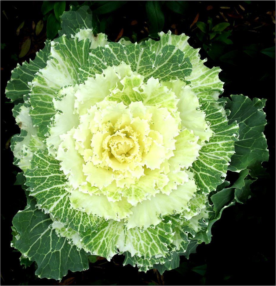 Ornamental Kale Nagoya White F1 -- Brassica oleracea