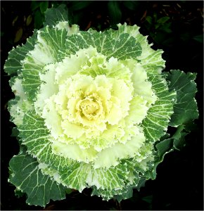Ornamental Kale Nagoya White F1 -- Brassica oleracea