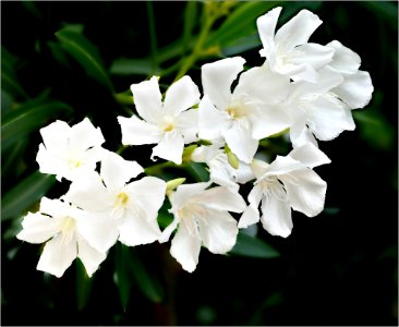 Nerium oleander white photo