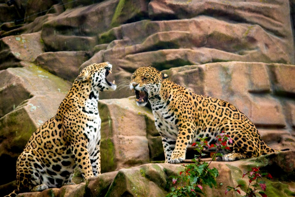 Jaguar sisters having a discussion