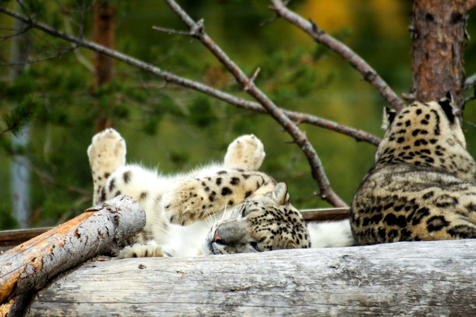 Snow Leopard at Orsa Björnpark photo