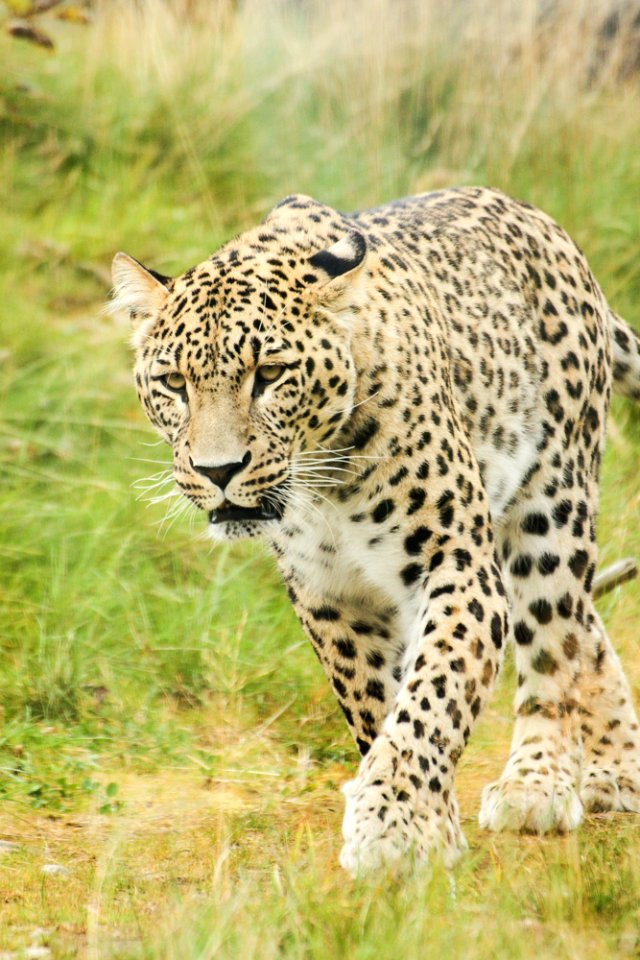 Persian Leopard at Orsa Björnpark photo