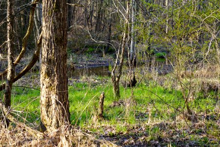 scene shrub wetland Clemmons Ed SF ncwetlands KG (5)