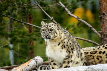 Snow Leopard at Orsa Björnpark