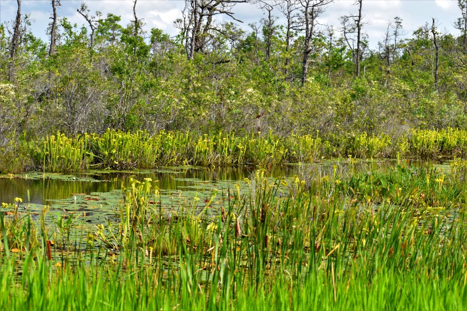 scene pitcher plants ncwetlands AM