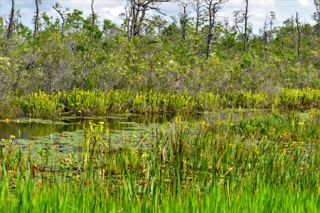 scene pitcher plants ncwetlands AM