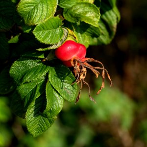 Rose hips Rosa rugosa Hansa 3 photo