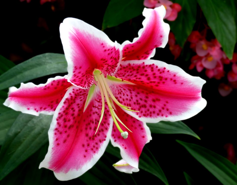 Lilium Oriental 'Starfighter' hybrid