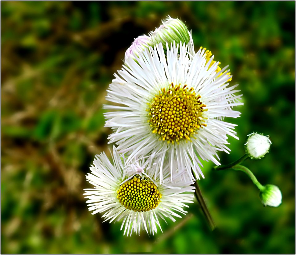 Daisy Fleabane -- Erigeron annuus