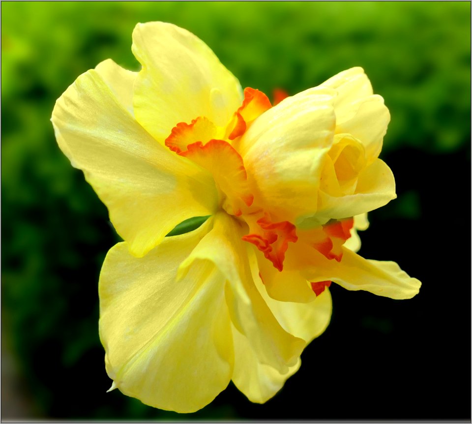 Daffodil -- Narcissus (Tahiti)