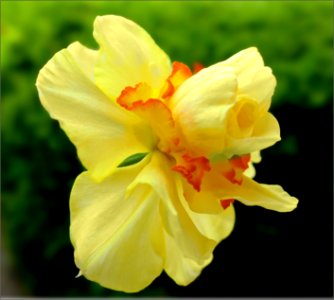 Daffodil -- Narcissus (Tahiti) photo