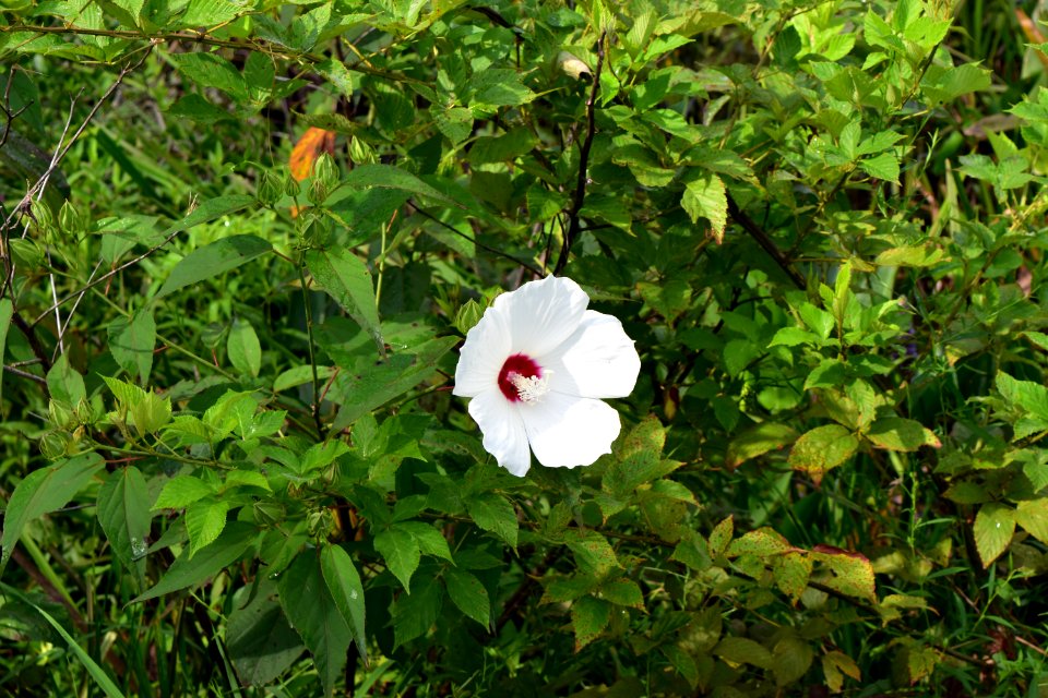 plant hibiscus Haw River SP Amanda Mueller (34)