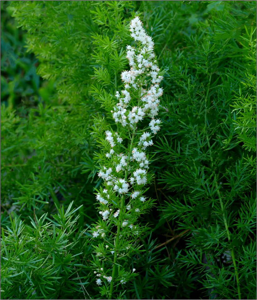 Asparagus Fern -- asparagus densiflorus 'sprengeri'