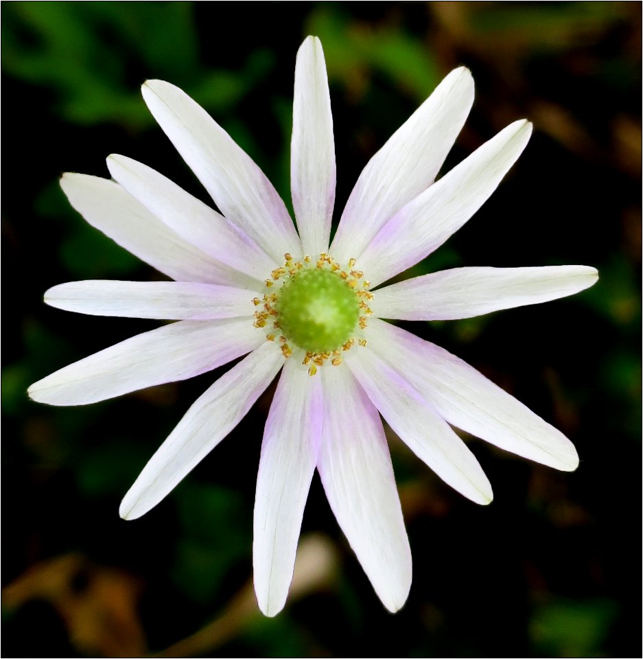 Anemone caroliniana