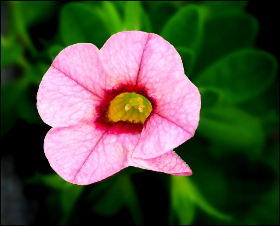 Million Bells -- Calibrachoa hybrid 'Superbells Strawberry Punch'