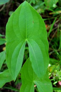 plant sagittaria mcalpine creek park ncwetlands amm (25)