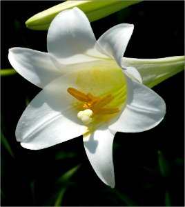 Easter Lily -- Lilium longiflorum