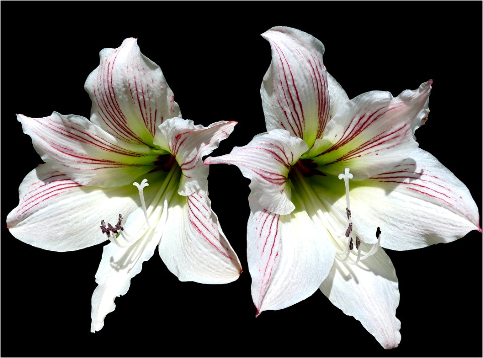 amaryllis -- Hippeastrum correiense